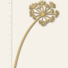 Streuteil Pusteblume natur - WOID•LIVING